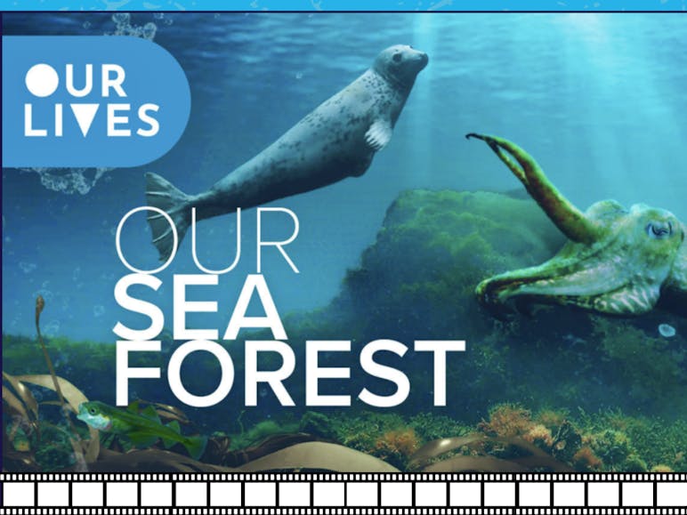 Ferry Farm Community Solar Film Night on 13 June 19:00 - 20:30 Celebrating World Ocean Day at The Selsey Centre Poster Cut of a seal and squid under water with the caption our lives our sea forest Ferry Farm Community Solar Film Night on 13 June 19:00 - 20:30 Celebrating World Ocean Day at The Selsey Centre Poster Cut of a seal and squid under water with the caption our lives our sea forest