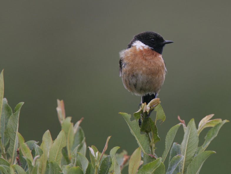 Stonechat Song Bird courtesy of Andy Hay (rspb-images.com) A photograph of a stonechat migratory song bird with a black head, white neck and orange-red breast