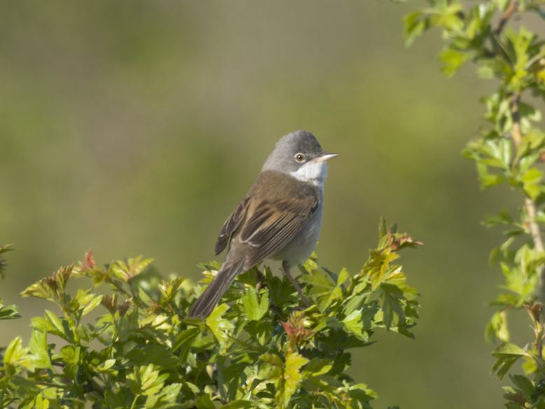 Whitethroat courtesy of John Bridges (rspb-images.com) A photograph of a whitethroat, a medium-sized warbler, about the size of a great tit with a long tail.  The male has a grey head, a white throat, brown back and beige underneath