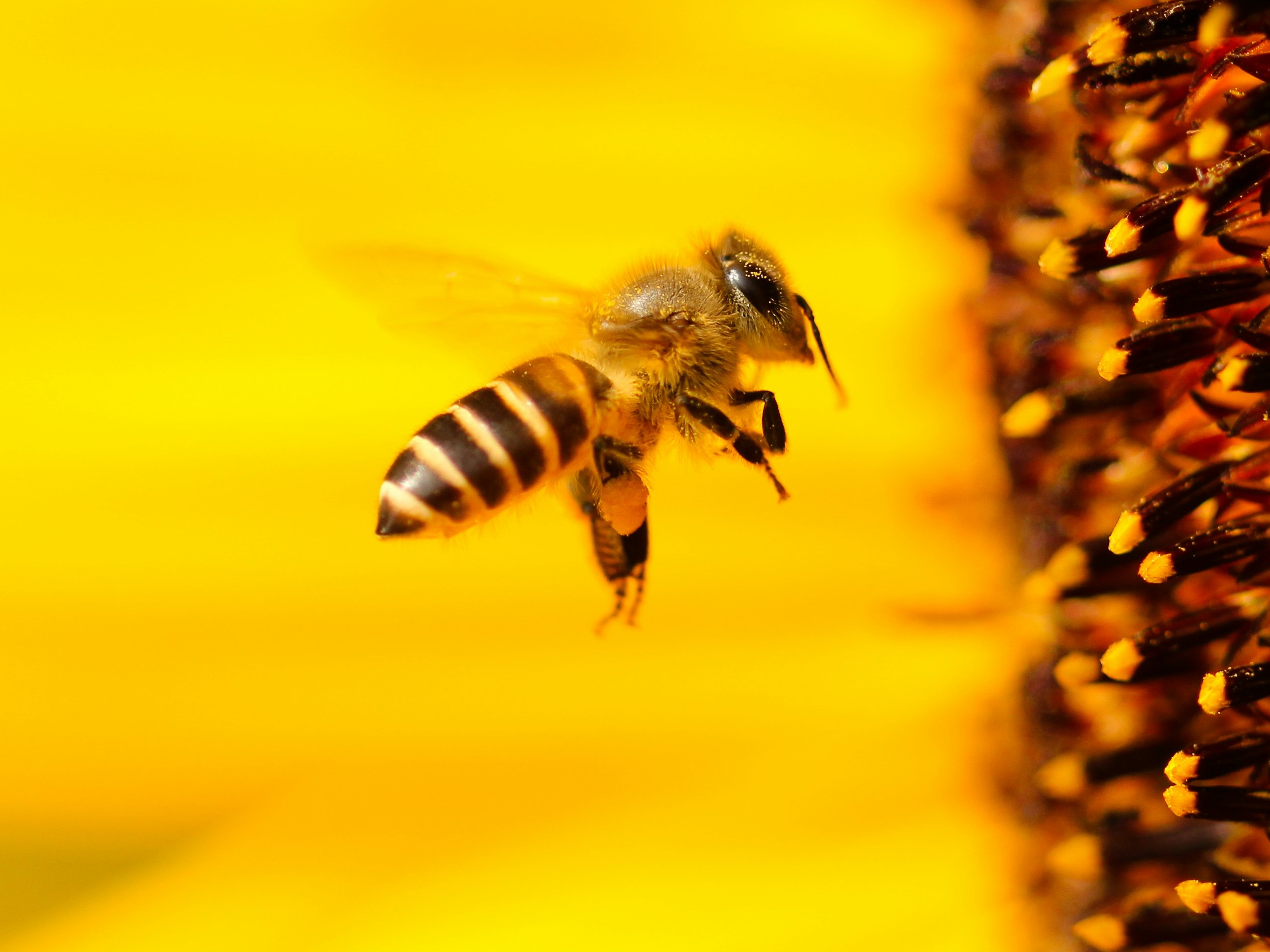 Close up photograph of a honey bee collecting nectar from a yellow flower