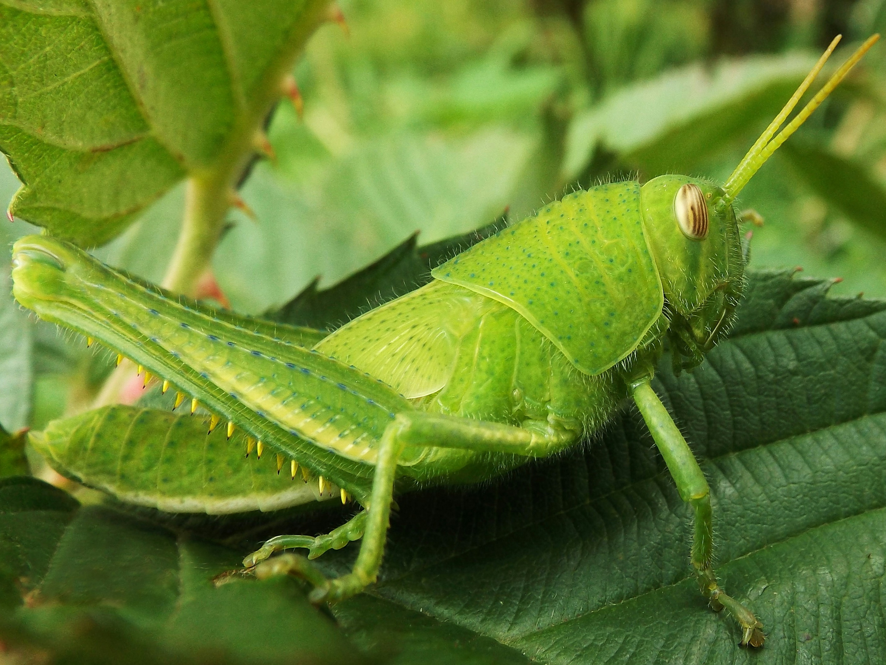 Close up of a green grasshopper on a dark green leaf