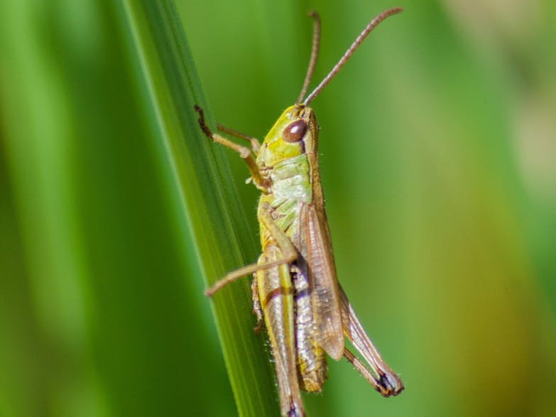 Grasshopper on a blade of grass courtesy of Julius Jansson on Unsplash close up photograph of a Grasshopper on a blade of grass