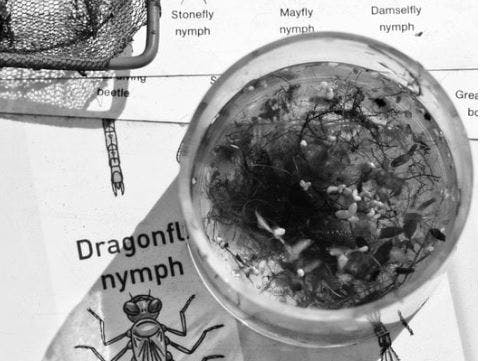 Pond Dipping Finds courtesy of Julian40 from Getty Images on Canva.com Photograph of a bucket with pond dipping creatures on a paper piece identifying nymphs