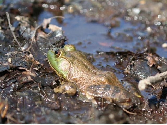 Photograph of a frog in mud