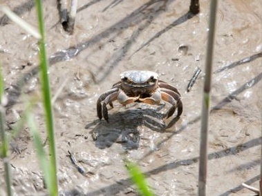 photgraph of a crab in the mud