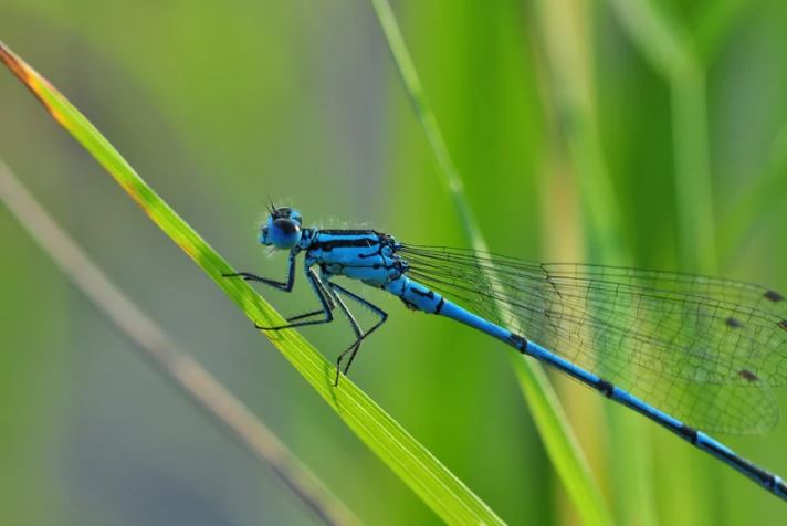 photograph of a dragon fly