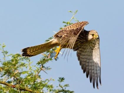 Photograph of a kestral hovering