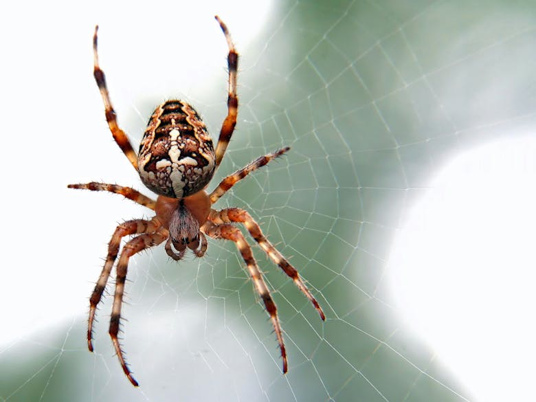 Spider courtesy of Ed Van Duijn on Unsplash Photograph of a spider in a web
