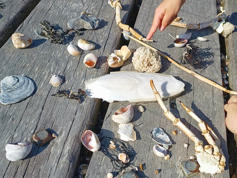 Kids Ecology Club courtesy of Mulberry Marine Experiences Photograph of shells, crab legs, cuttlefish bone and seaweek displayed