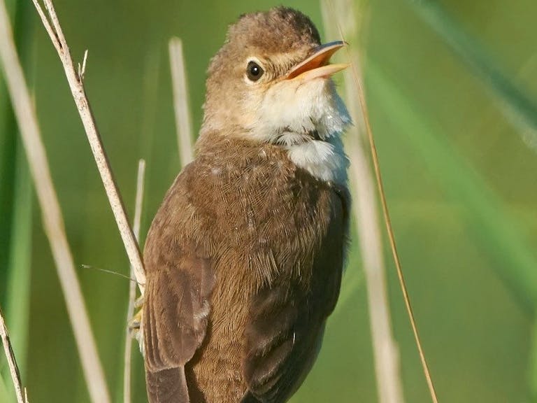 A Whitethroat courtesy of RSPB Pagham A photograph of a whitethroat, a medium-sized warbler, about the size of a great tit with a long tail. The male has a grey head, a white throat, brown back and beige underneath