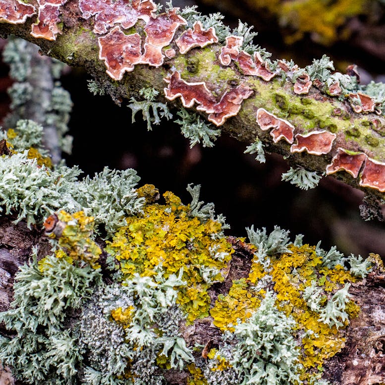 Lichen courtesy of RSPB Pagham Close up photograph of lichen with its green, yellow and pink colours