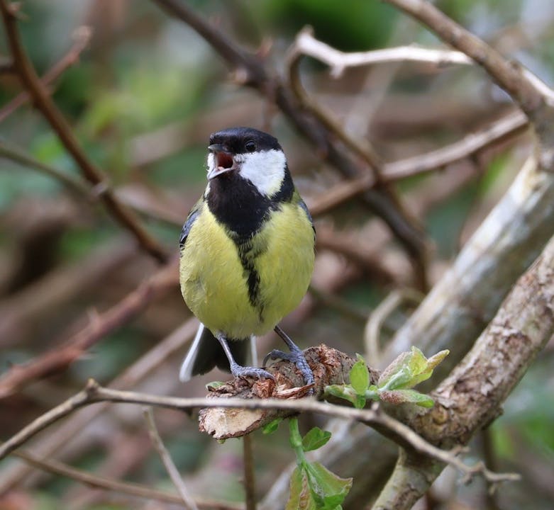 Song Bird courtesy of RSPB Photograph of a song bird with its beak wide open and its yellow breast all puffed out
