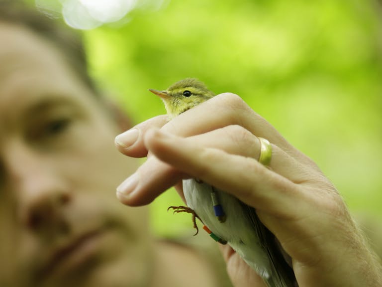 Bird-ringing image courtesy of Andy Hay RSPB Images Photograph of a small bird who has had its legs ringed in the hands of a RSPB person