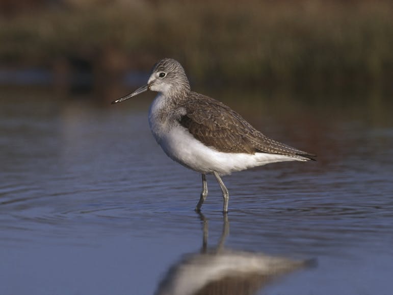 Greenshank courtesy of Chris Gomersall RSPB Images photograph of a greenshank bird wading in water