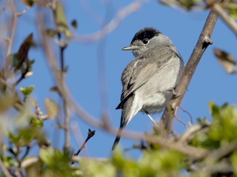 Blackcap courtesy of Paul Chesterfield RSPB Picture of a Blackcap bird perching on a branch surrounded by green leaves and blue sky.