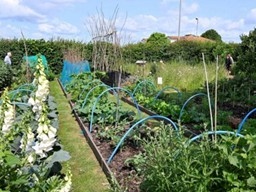 Photograph of one of the gardens in the Selsey Open Garden event