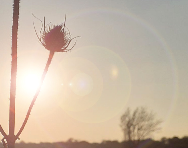 Photo taken looking into the sun with a silhouette of a thistle in the foreground and some trees in the background.