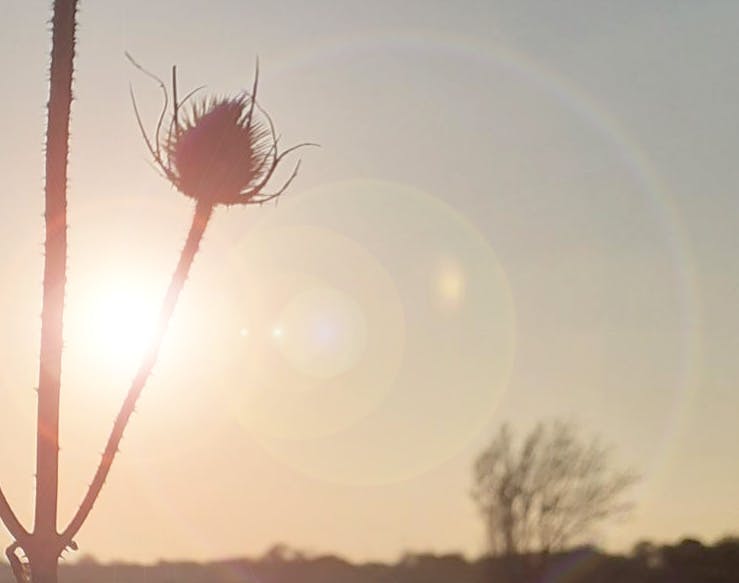 RSPB Sungazing Photo taken looking into the sun with a silhouette of a thistle in the foreground and some trees in the background.