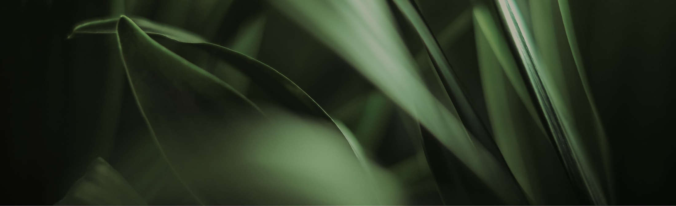 Banner media