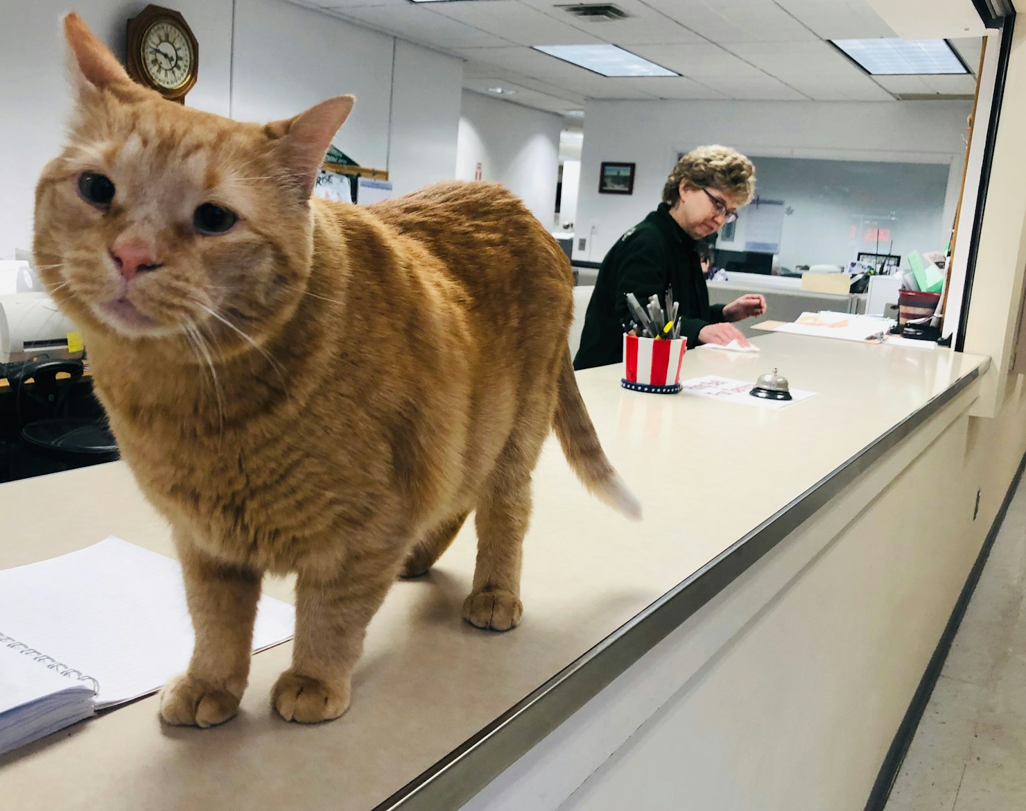 Pumpkin the cat