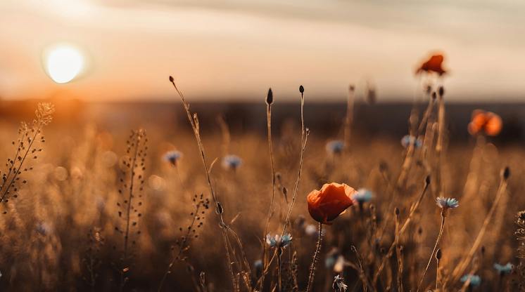 Wild poppies and cornflowers in a golden field at sunset