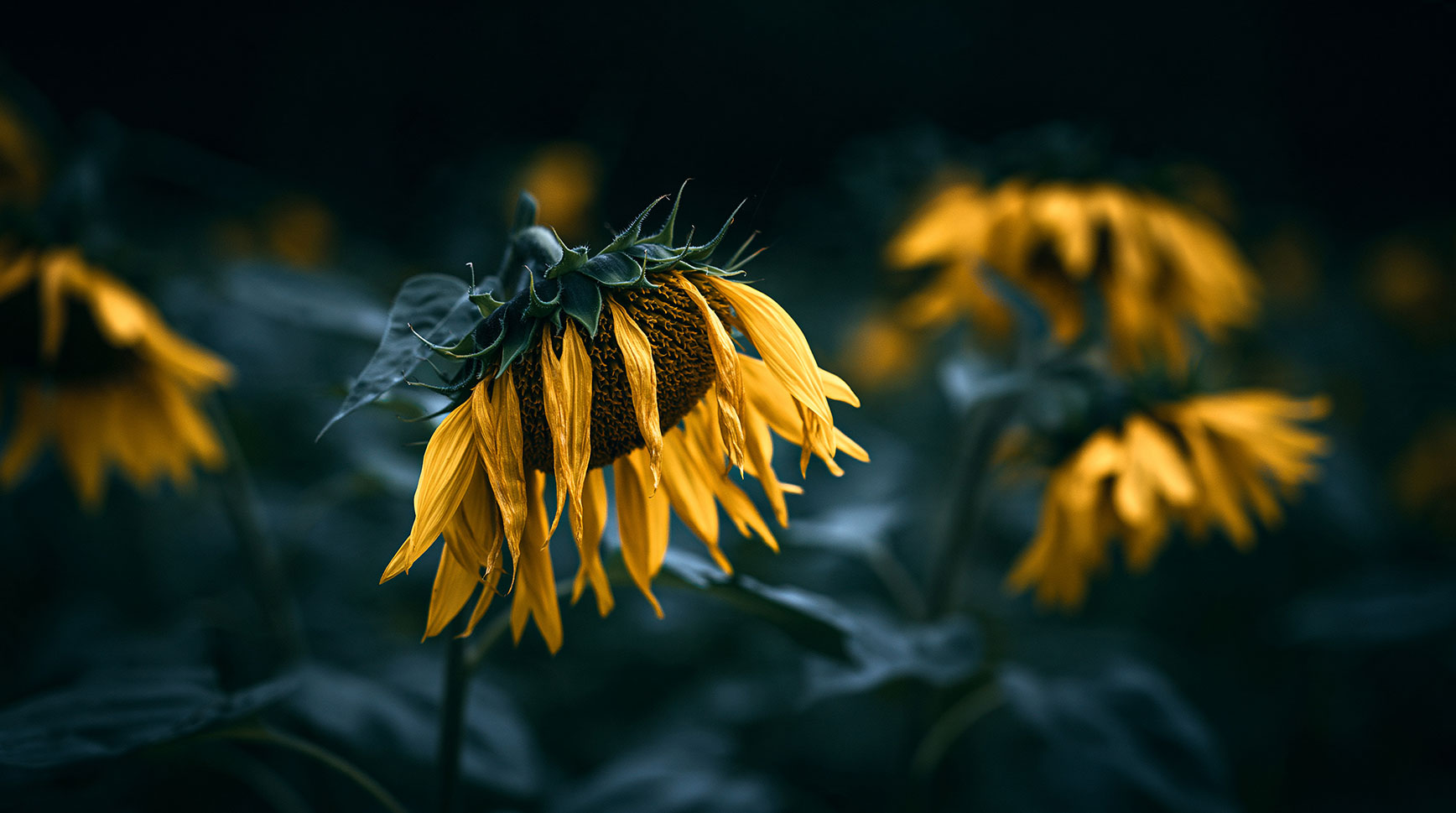Drooping sunflower with wilting petals in a dim field of sunflowers