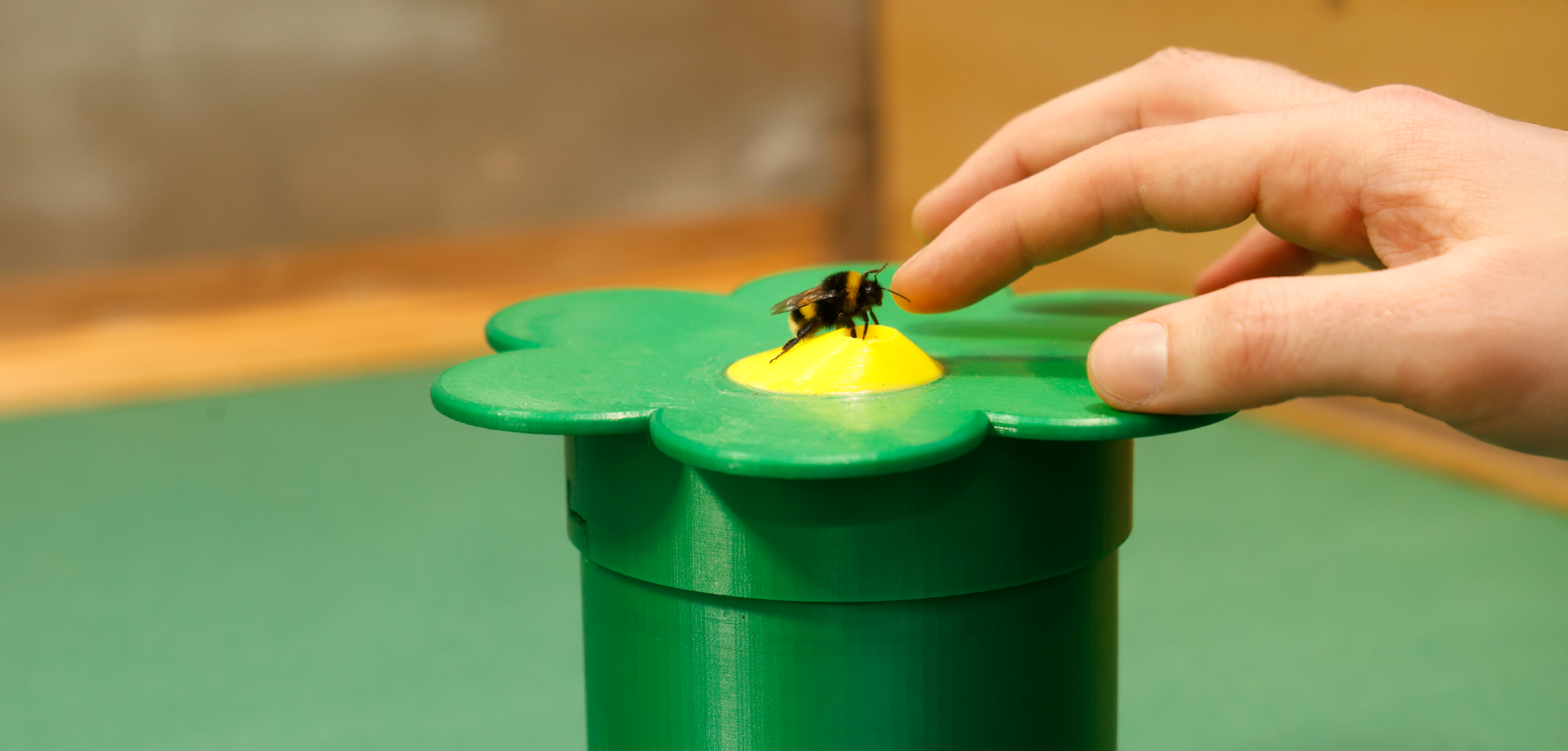 Zelfmedicatie? Zieke hommelkolonies kiezen voor medicinale nectar