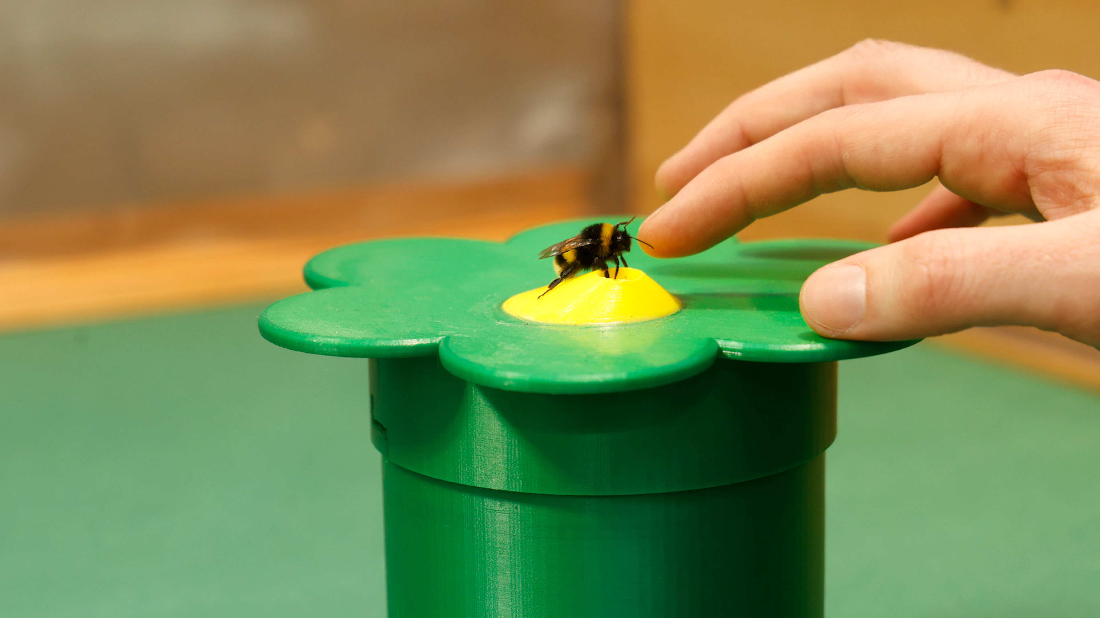 Zelfmedicatie? Zieke hommelkolonies kiezen voor medicinale nectar