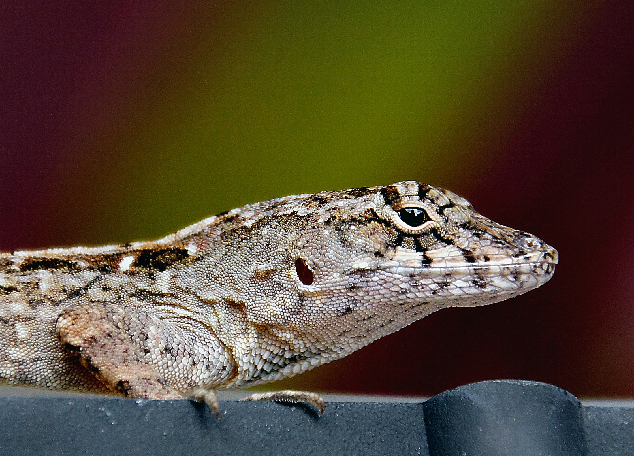 Dit is hagedis die Pieter Livens onder de scanner plaatste voor zijn onderzoek: de bruine anolis