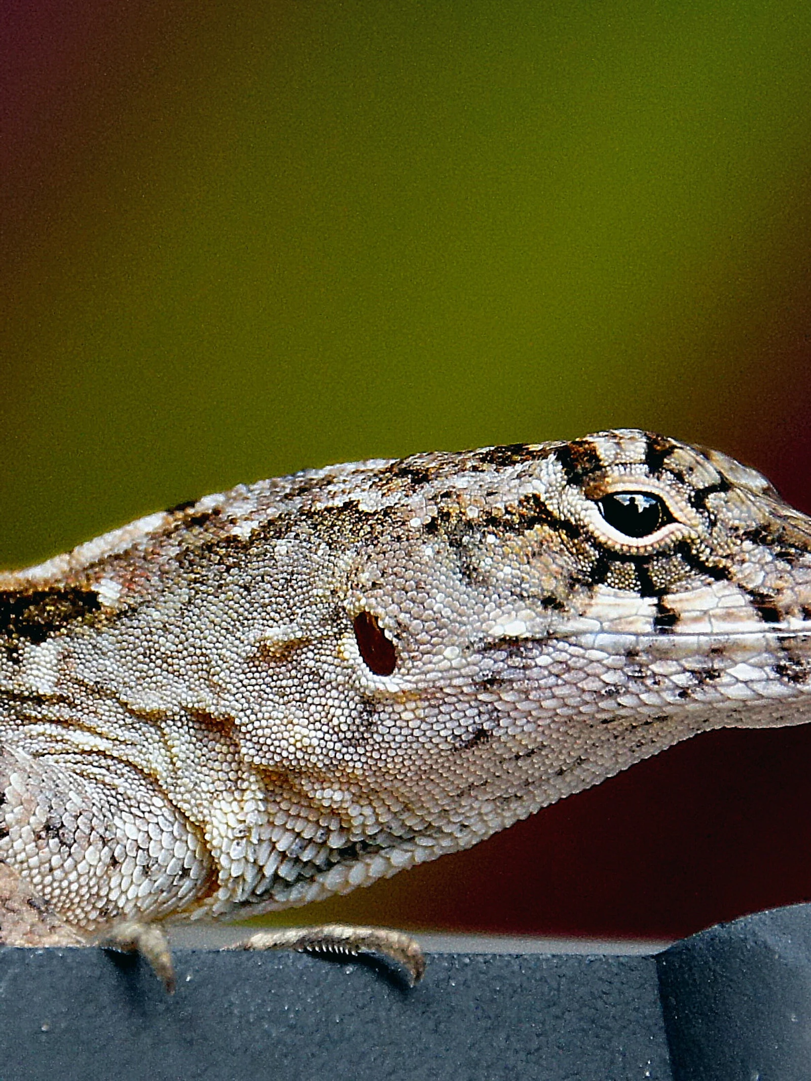 bruine anolis Dit is hagedis die Pieter Livens onder de scanner plaatste voor zijn onderzoek: de bruine anolis