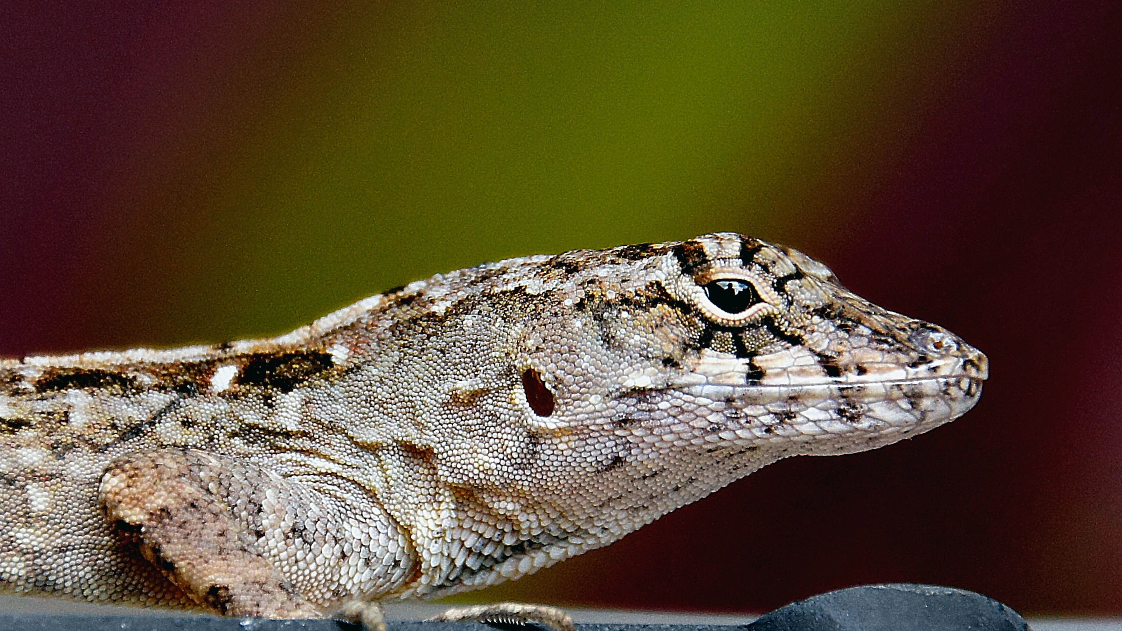 bruine anolis Dit is hagedis die Pieter Livens onder de scanner plaatste voor zijn onderzoek: de bruine anolis