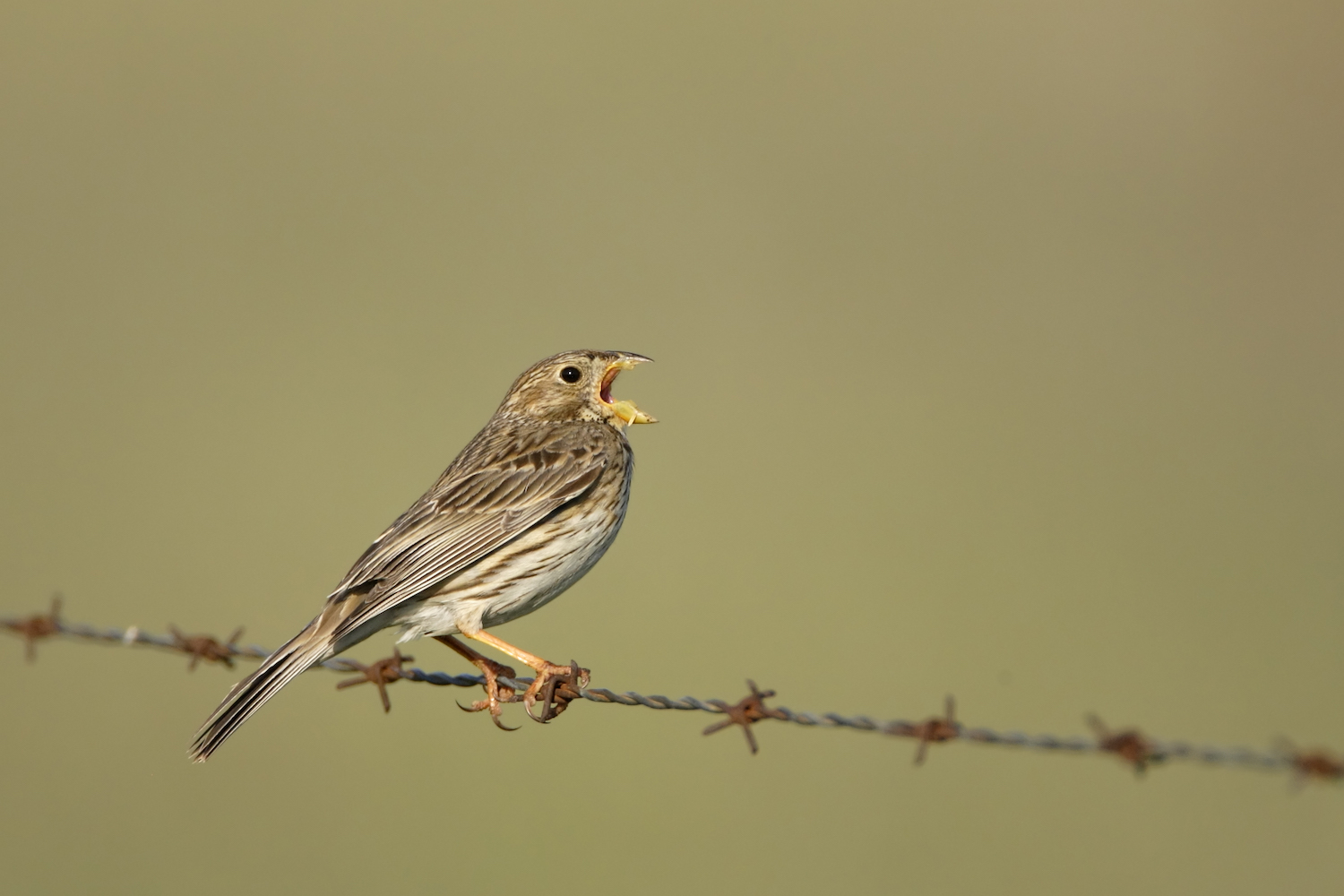 Podcast: Het lot van de akkervogels