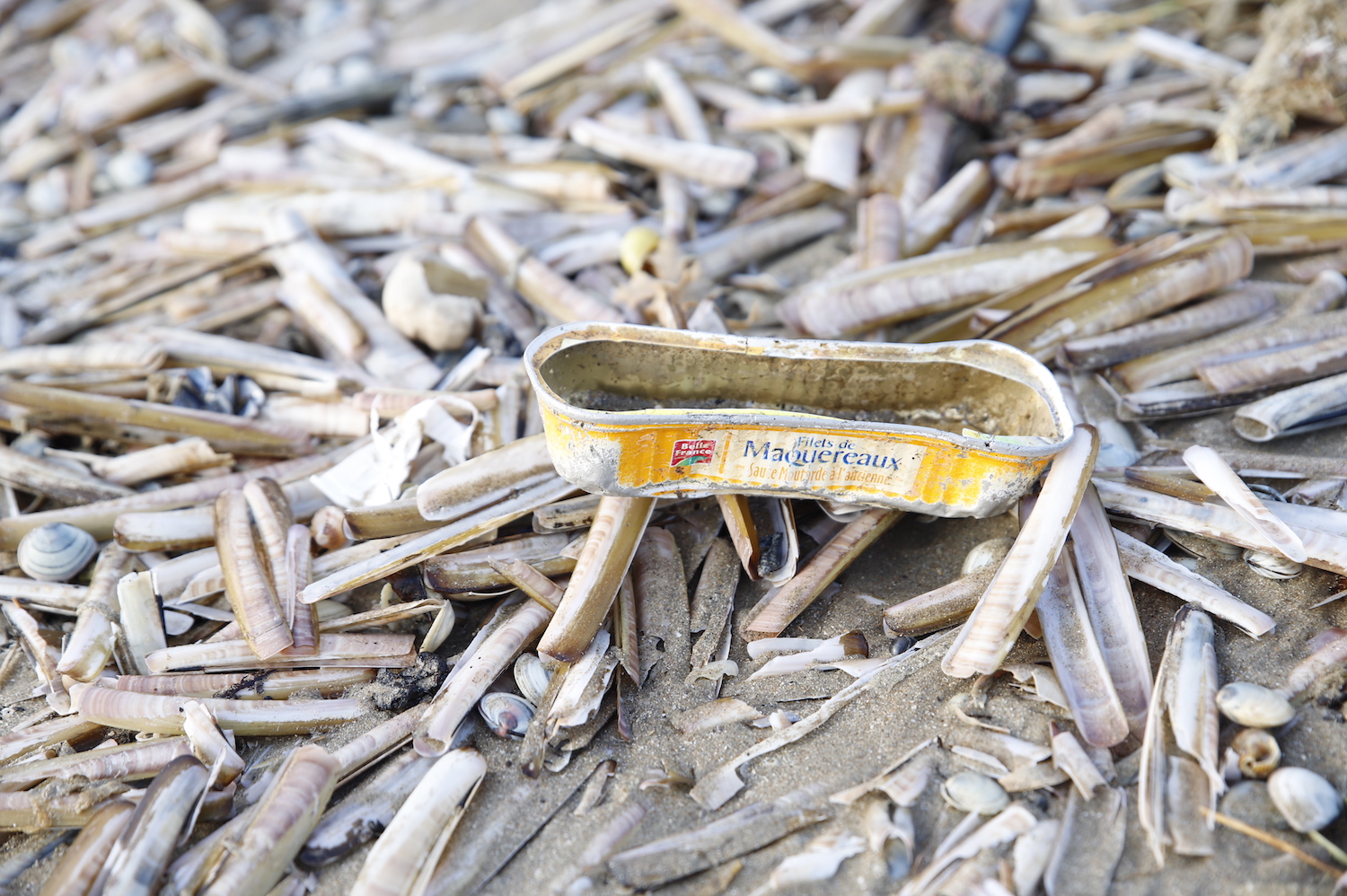 Afval spotten, fotograferen en verwijderen. Zo draag je bij aan de wetenschap en een proper strand