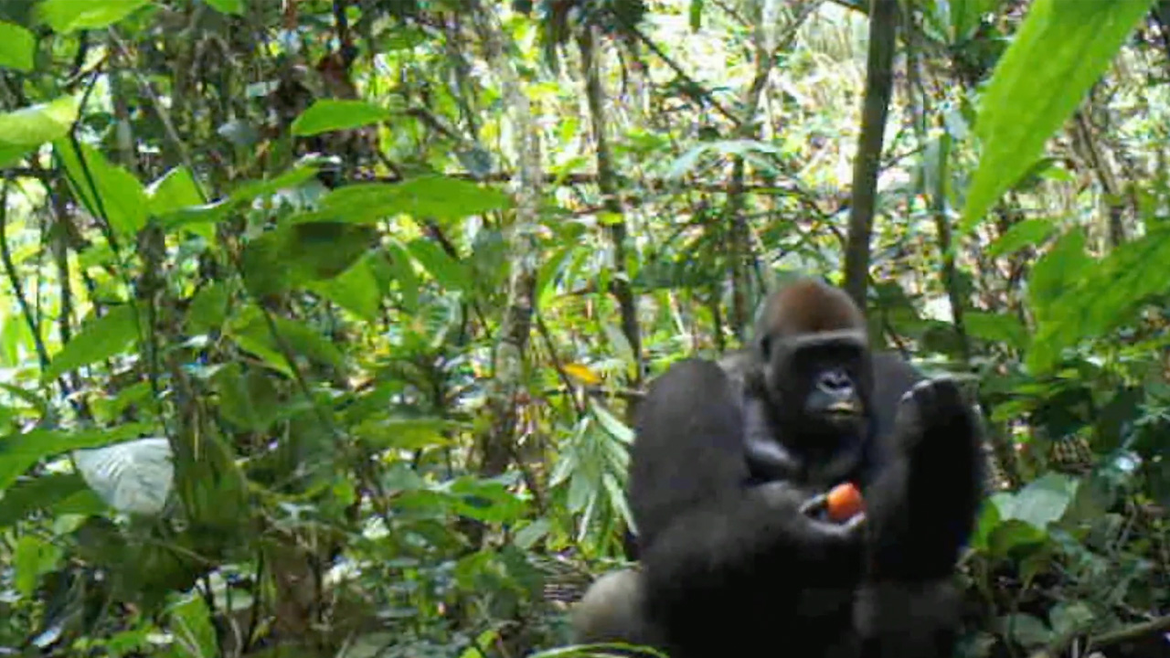 Gorilla’s, de tuiniers van het regenwoud