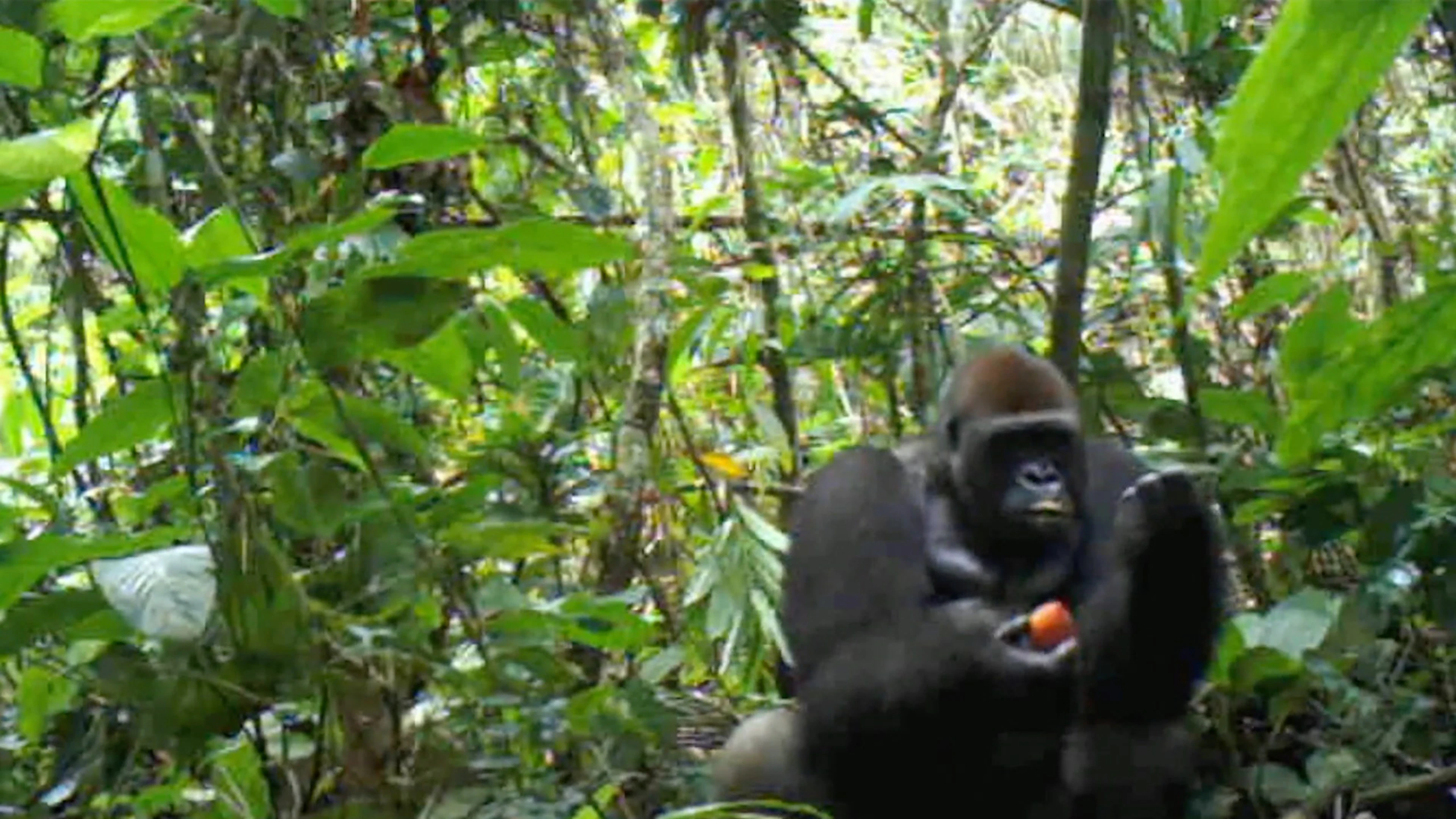 Gorilla's, de tuiniers van het regenwoud Gorilla’s, de tuiniers van het regenwoud