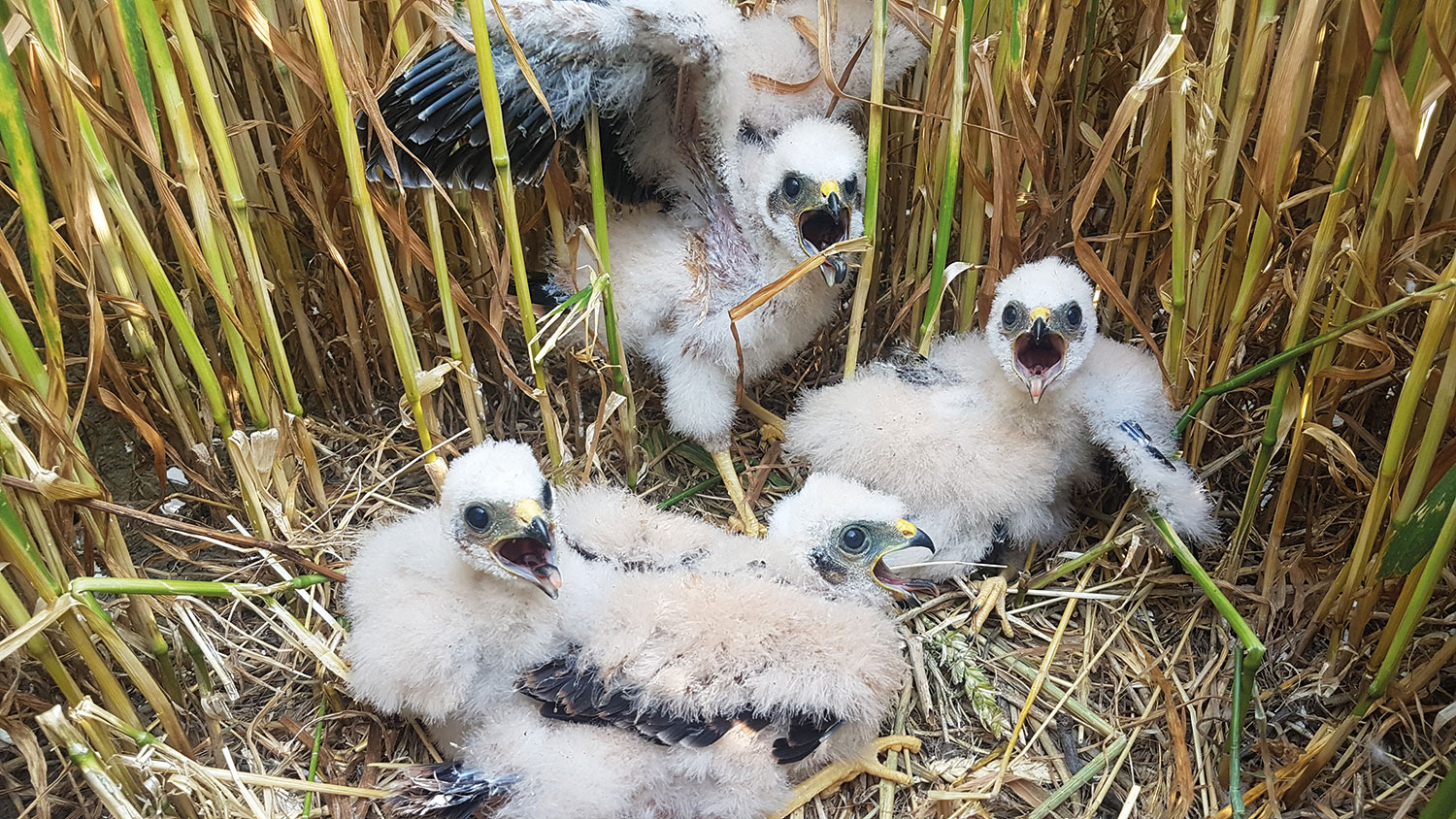 Podcast: een dialoog tussen natuurbeschermers en landbouwers