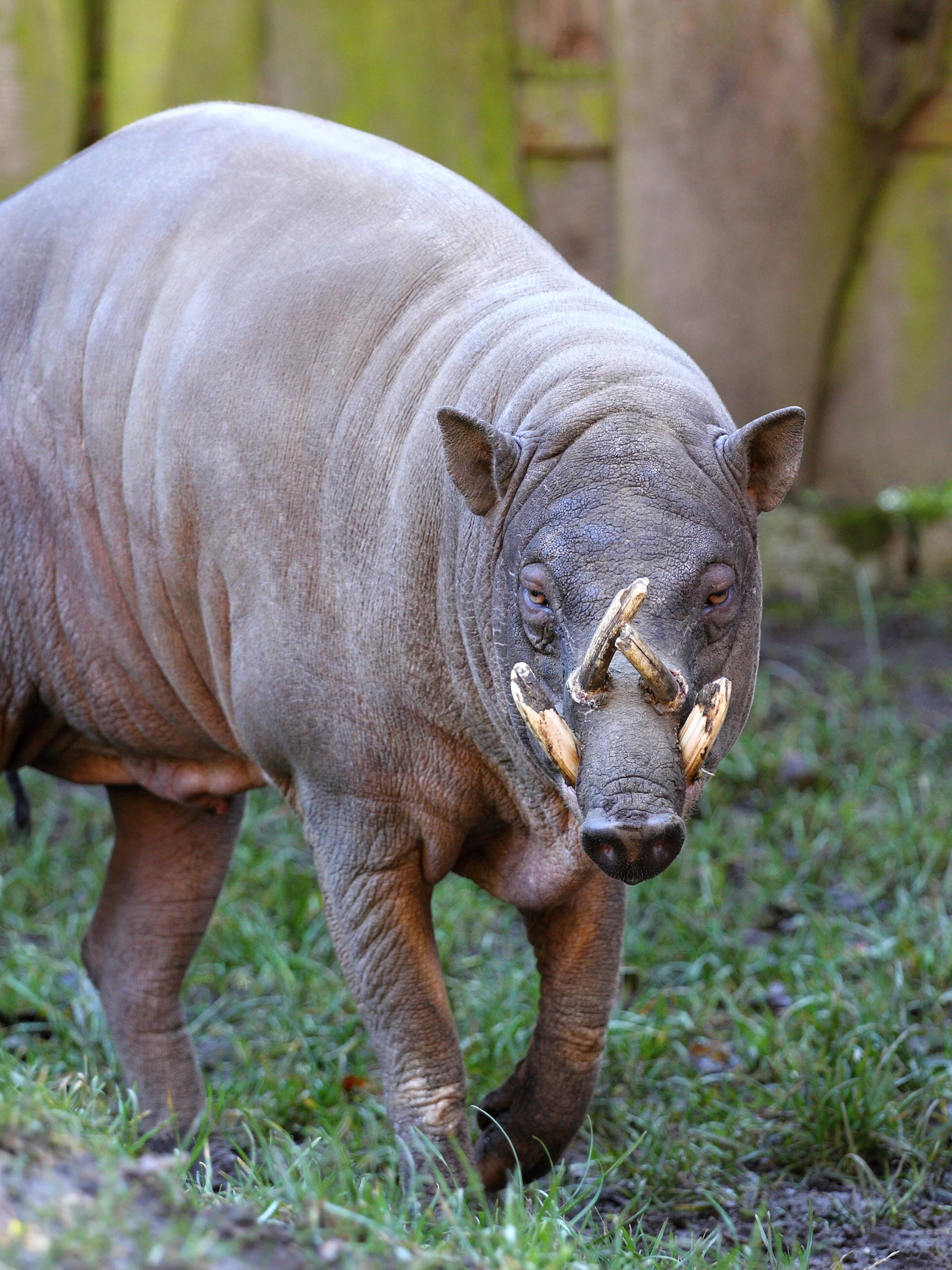 Het hertenzwijn (of babiroussa) Genetici en biologen ontdekken ware leeftijd van Indonesische eiland Sulawesi