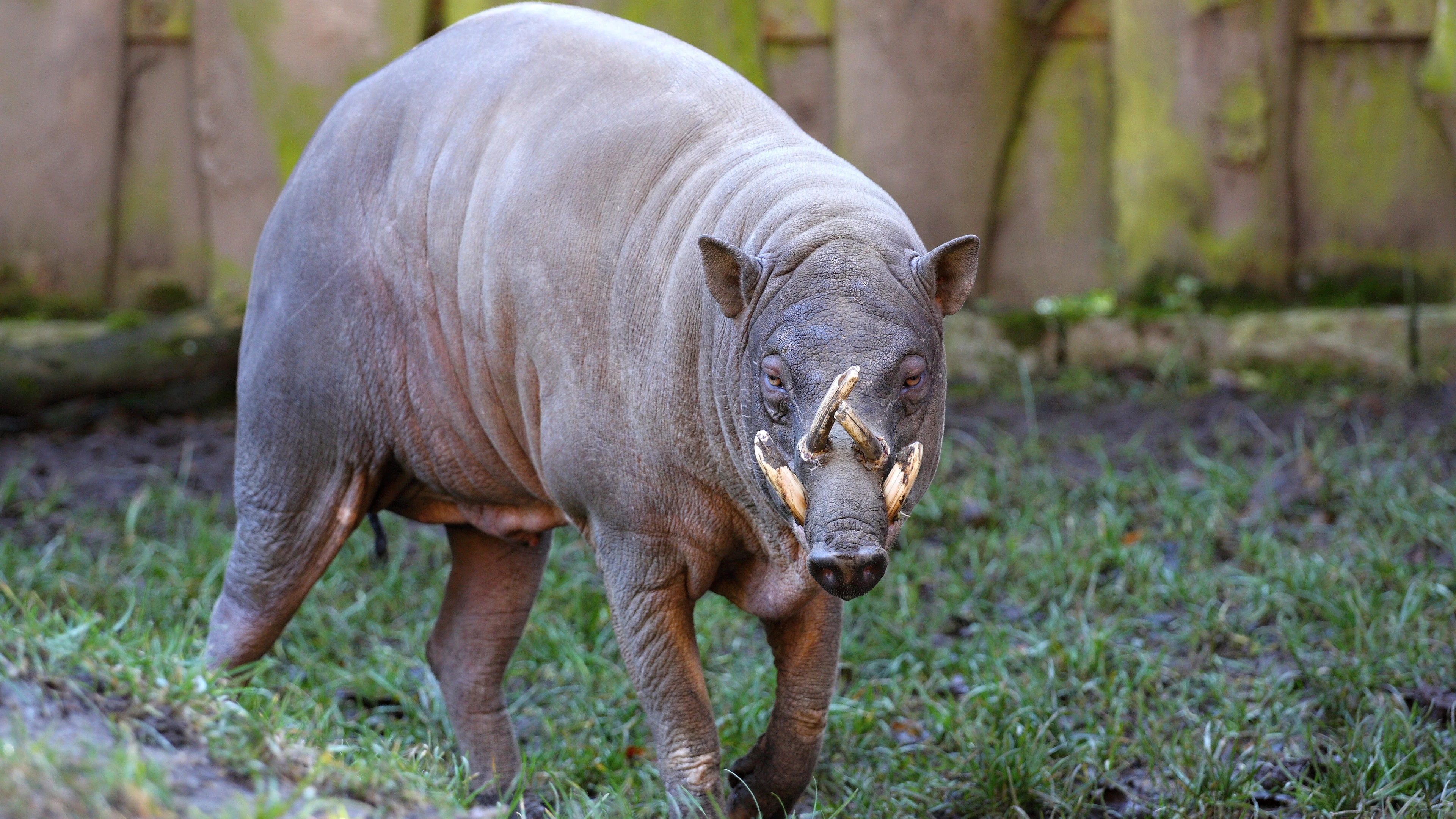 Het hertenzwijn (of babiroussa) Genetici en biologen ontdekken ware leeftijd van Indonesische eiland Sulawesi