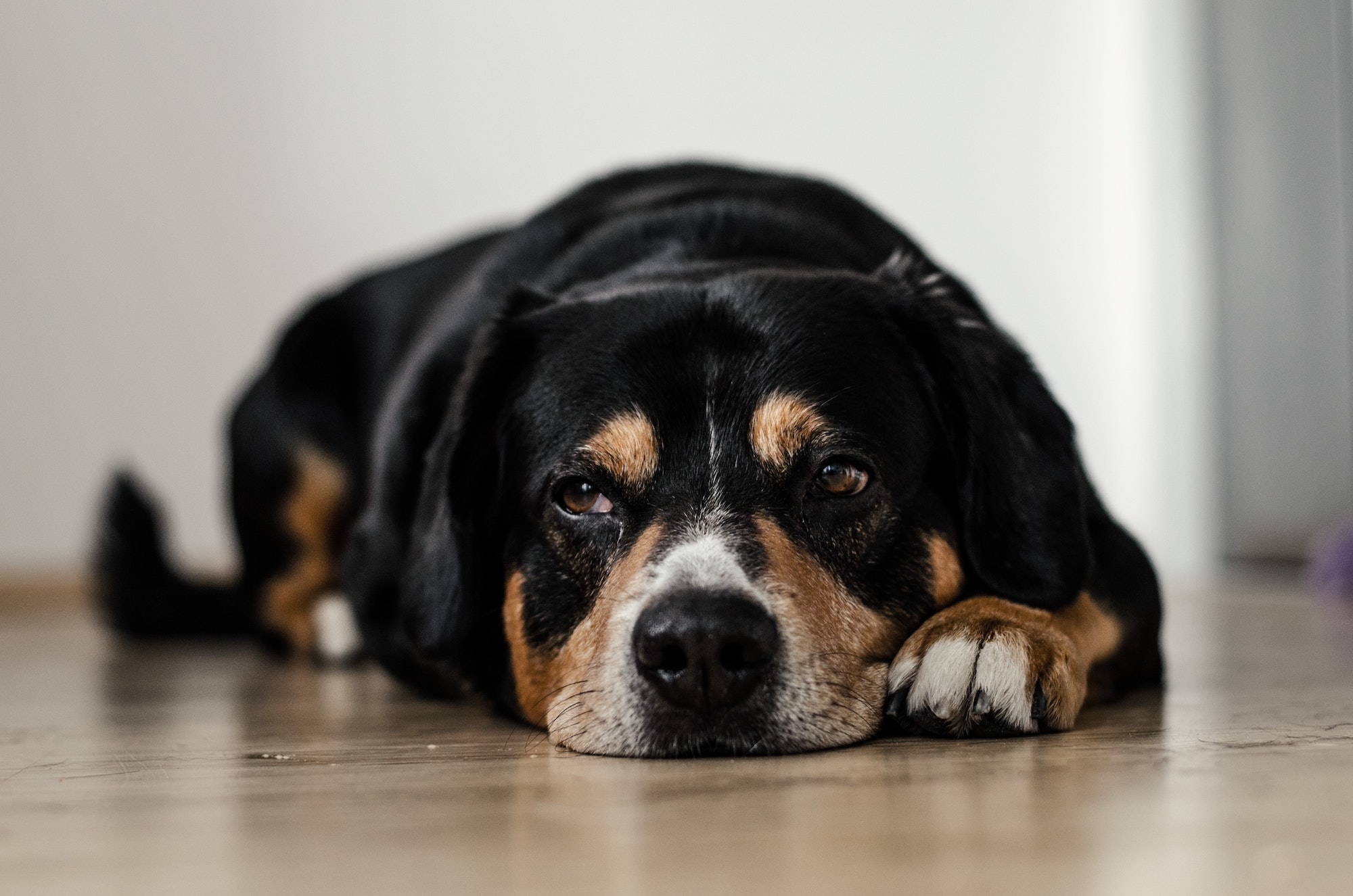 Honden zijn bang, en hun baasjes werken dat zelf in de hand