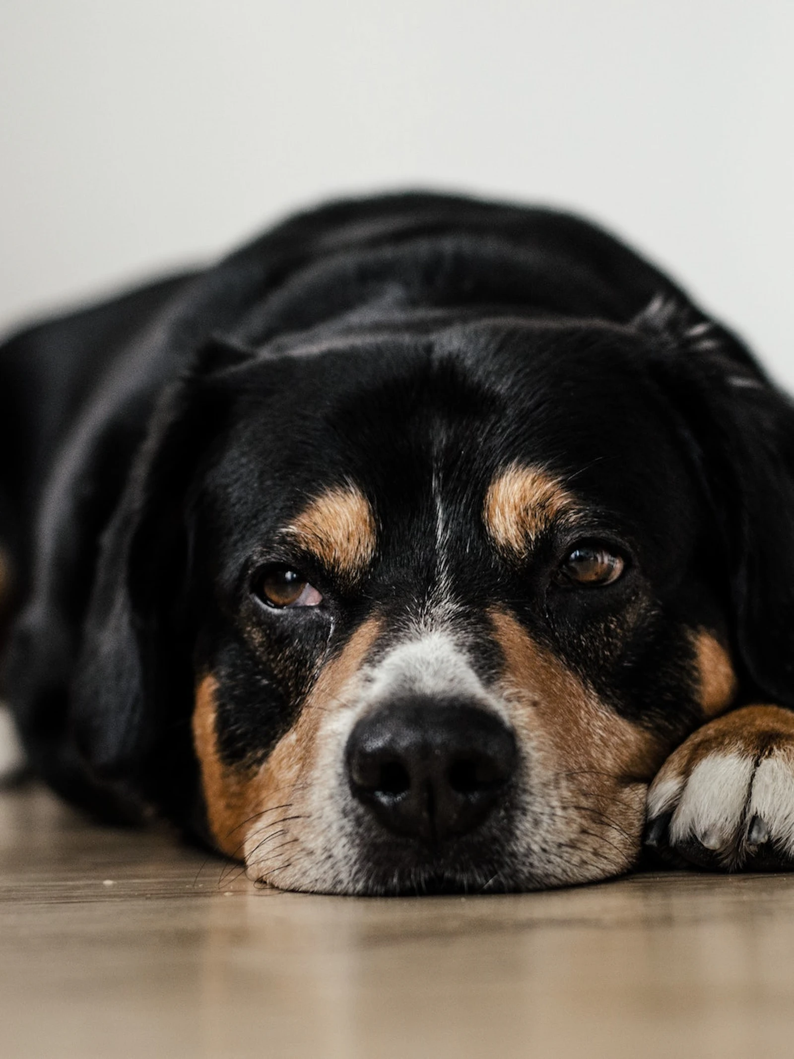 Honden zijn bang, en hun baasjes werken dat zelf in de hand
