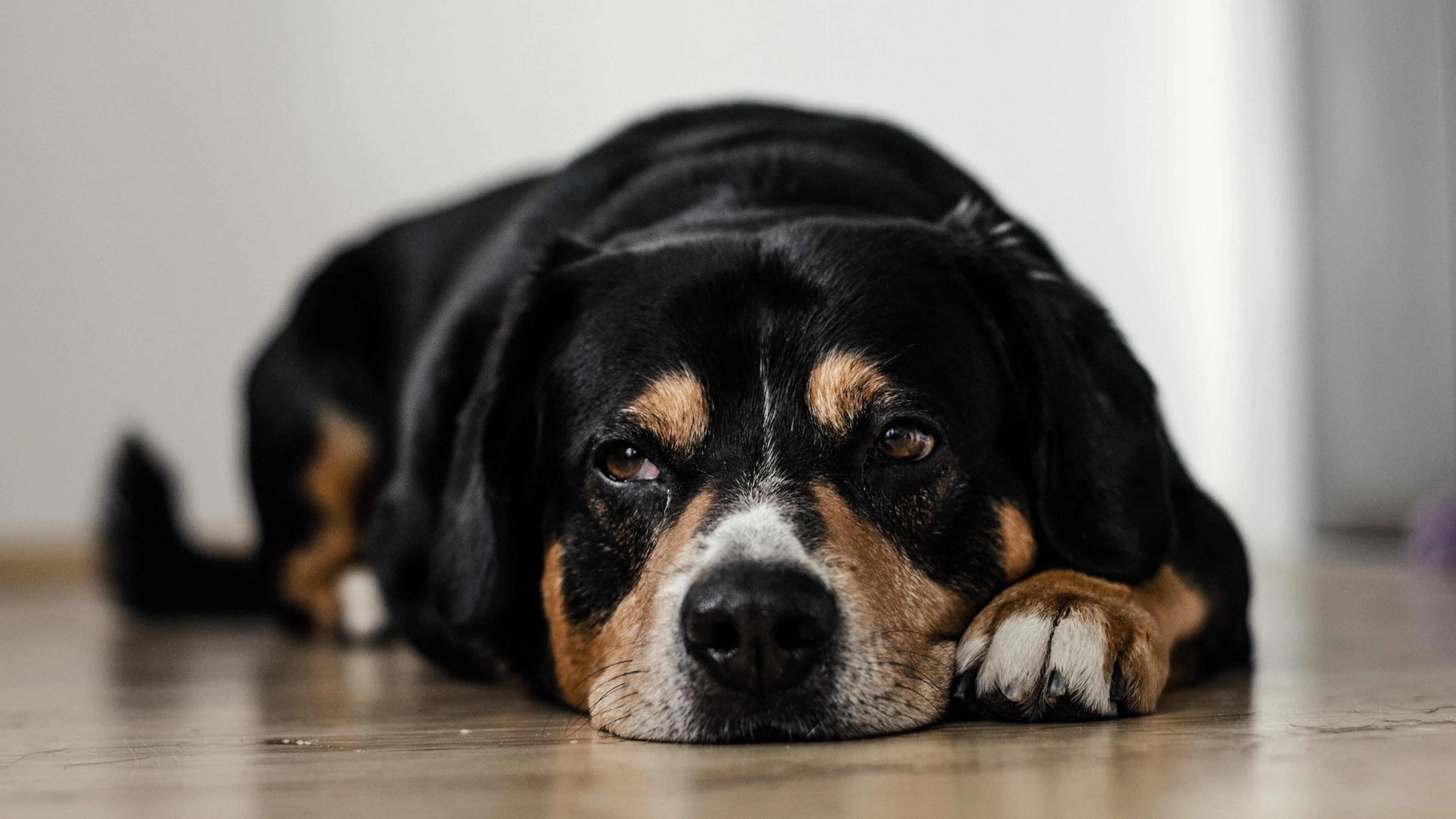 Honden zijn bang, en hun baasjes werken dat zelf in de hand