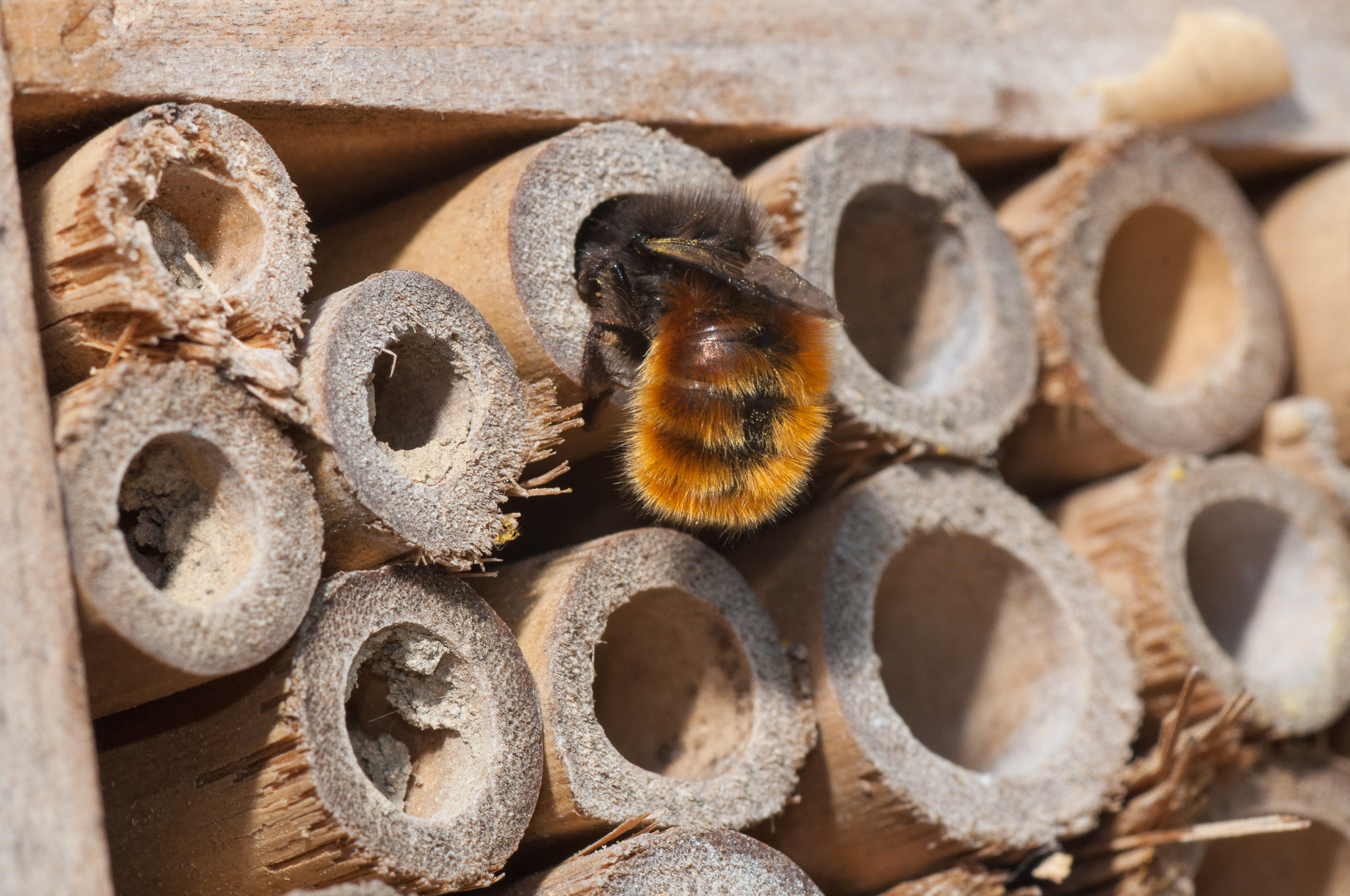 Biodiversiteit is LEVENsbelangrijk