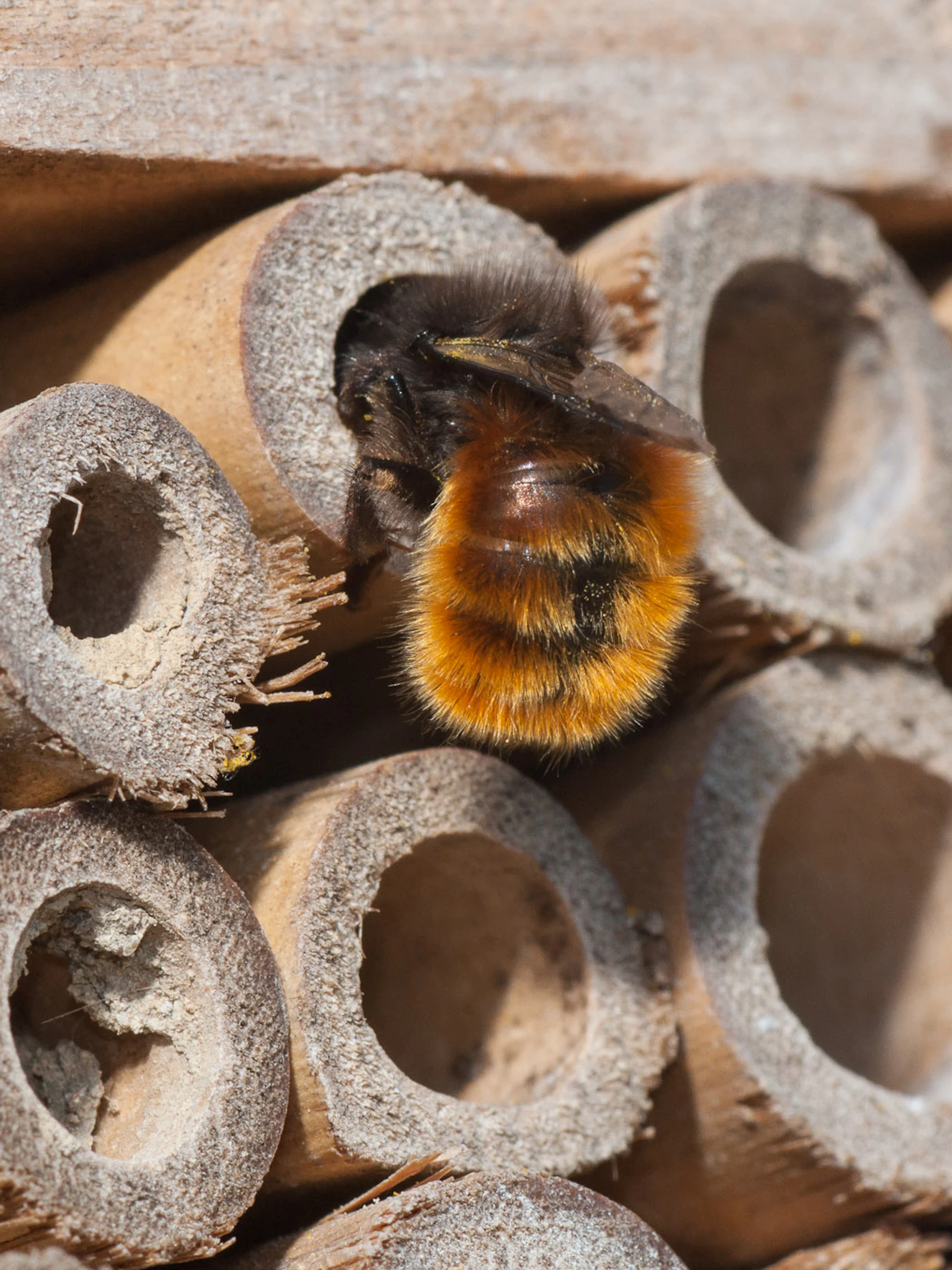 Biodiversiteit is LEVENsbelangrijk