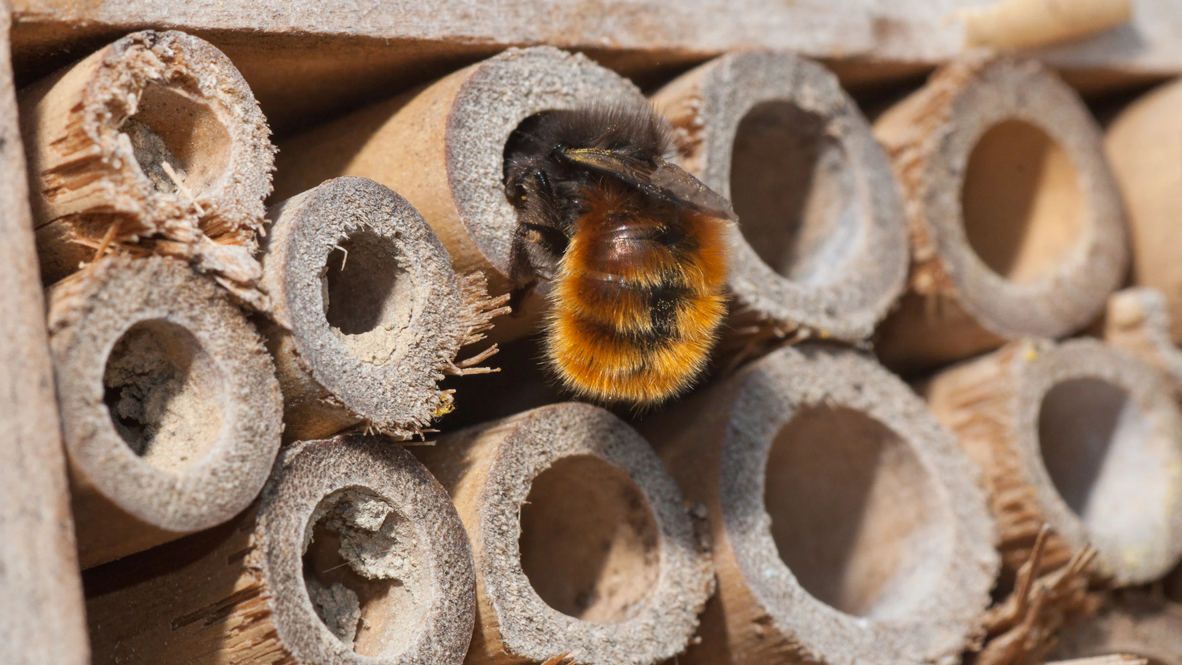 Biodiversiteit is LEVENsbelangrijk