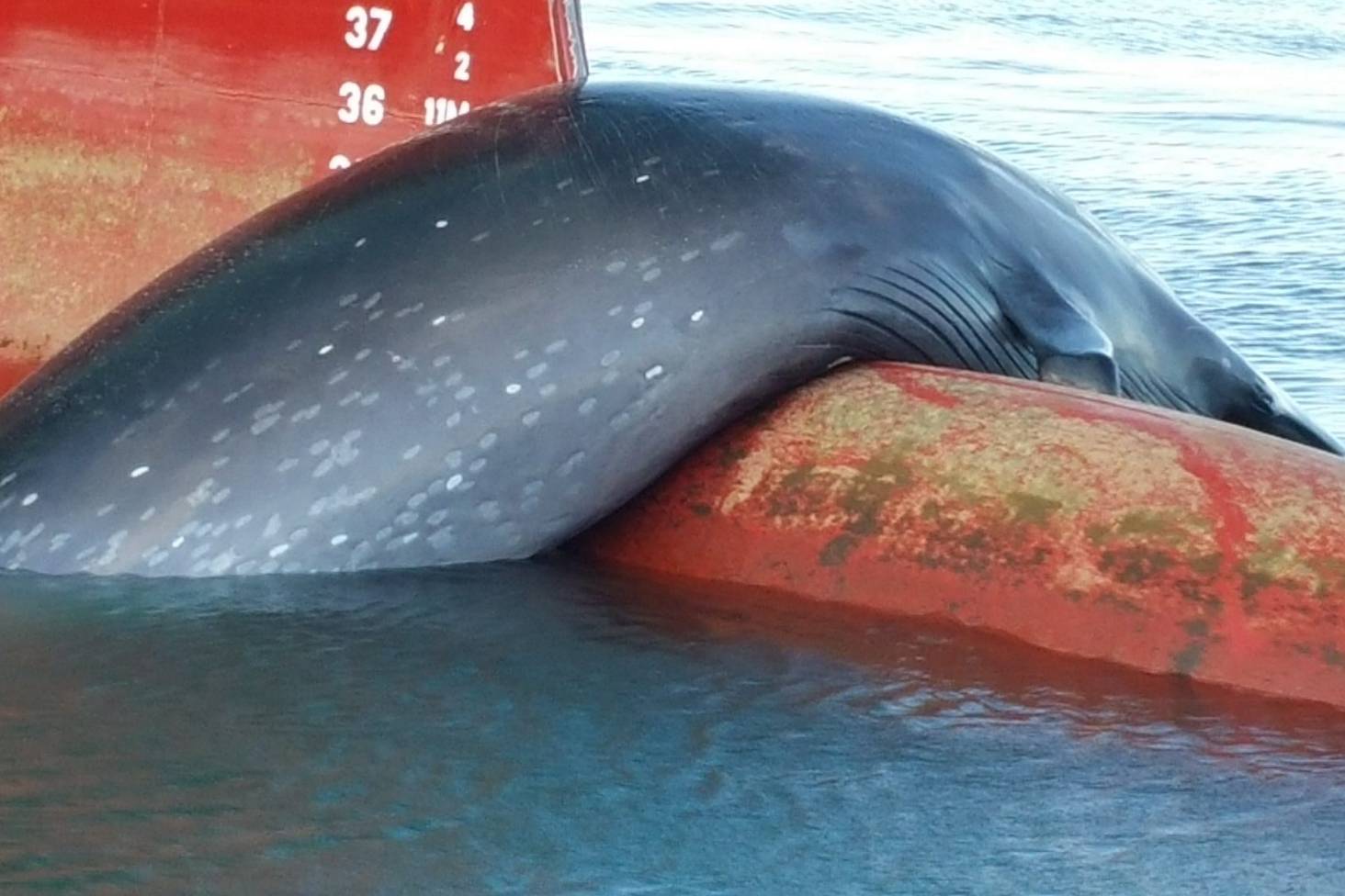 Wereldoceaandag: adopteer een walvis