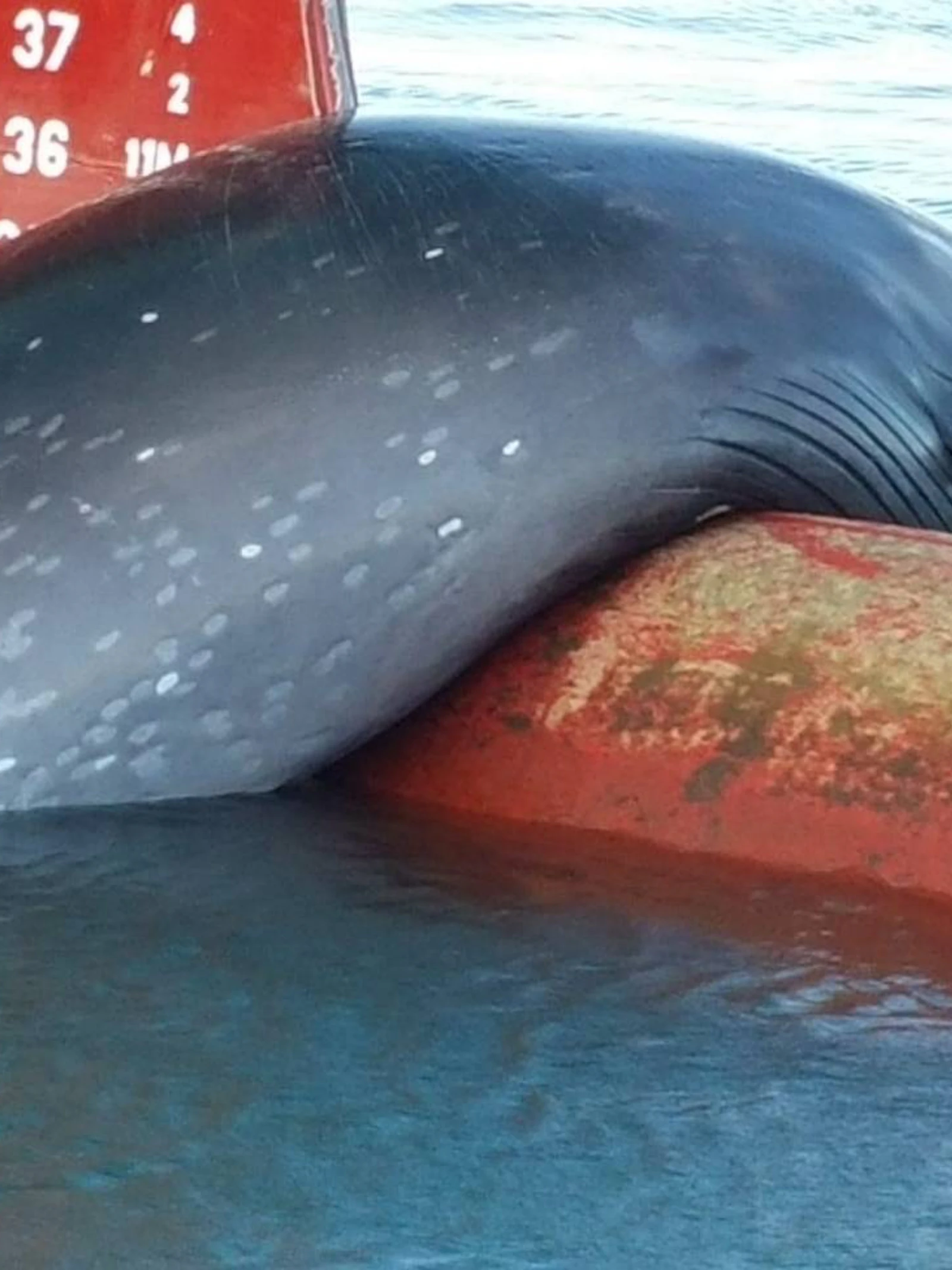Wereldoceaandag: adopteer een walvis