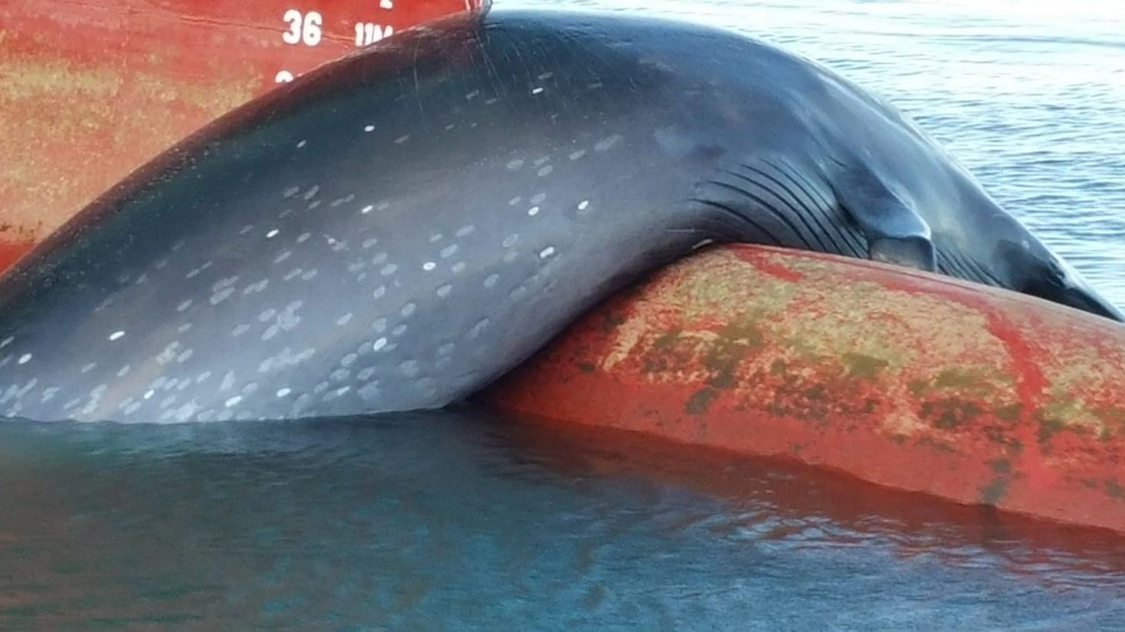Wereldoceaandag: adopteer een walvis