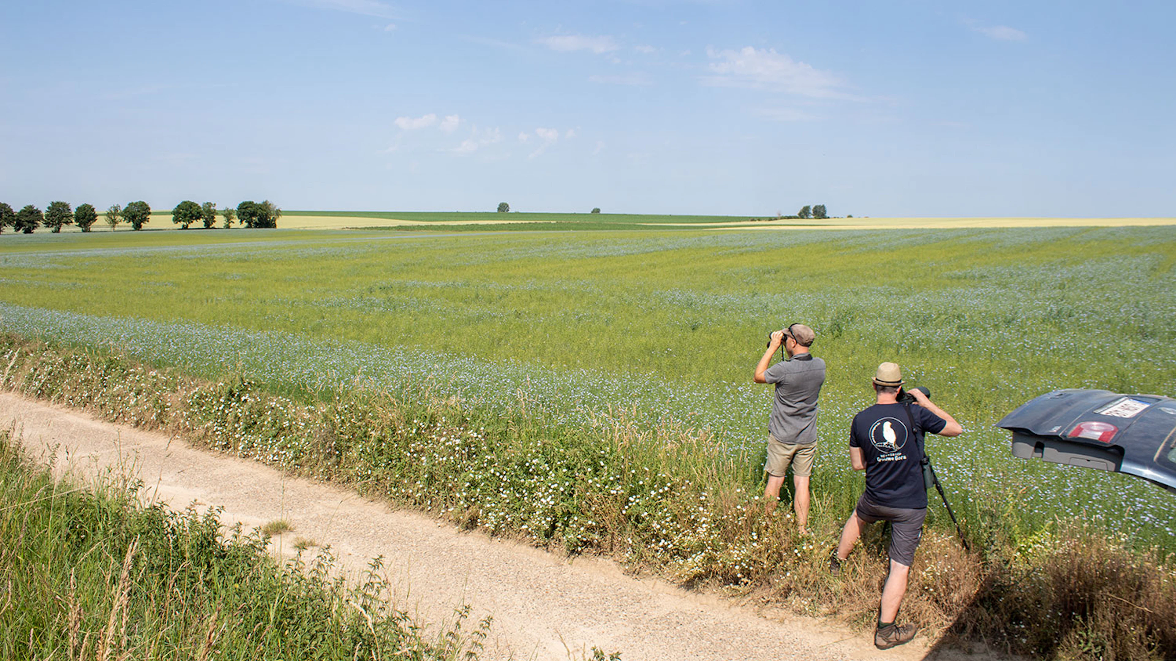 Hoe een bedreigd akkervogeltje natuurliefhebbers en boeren verenigt