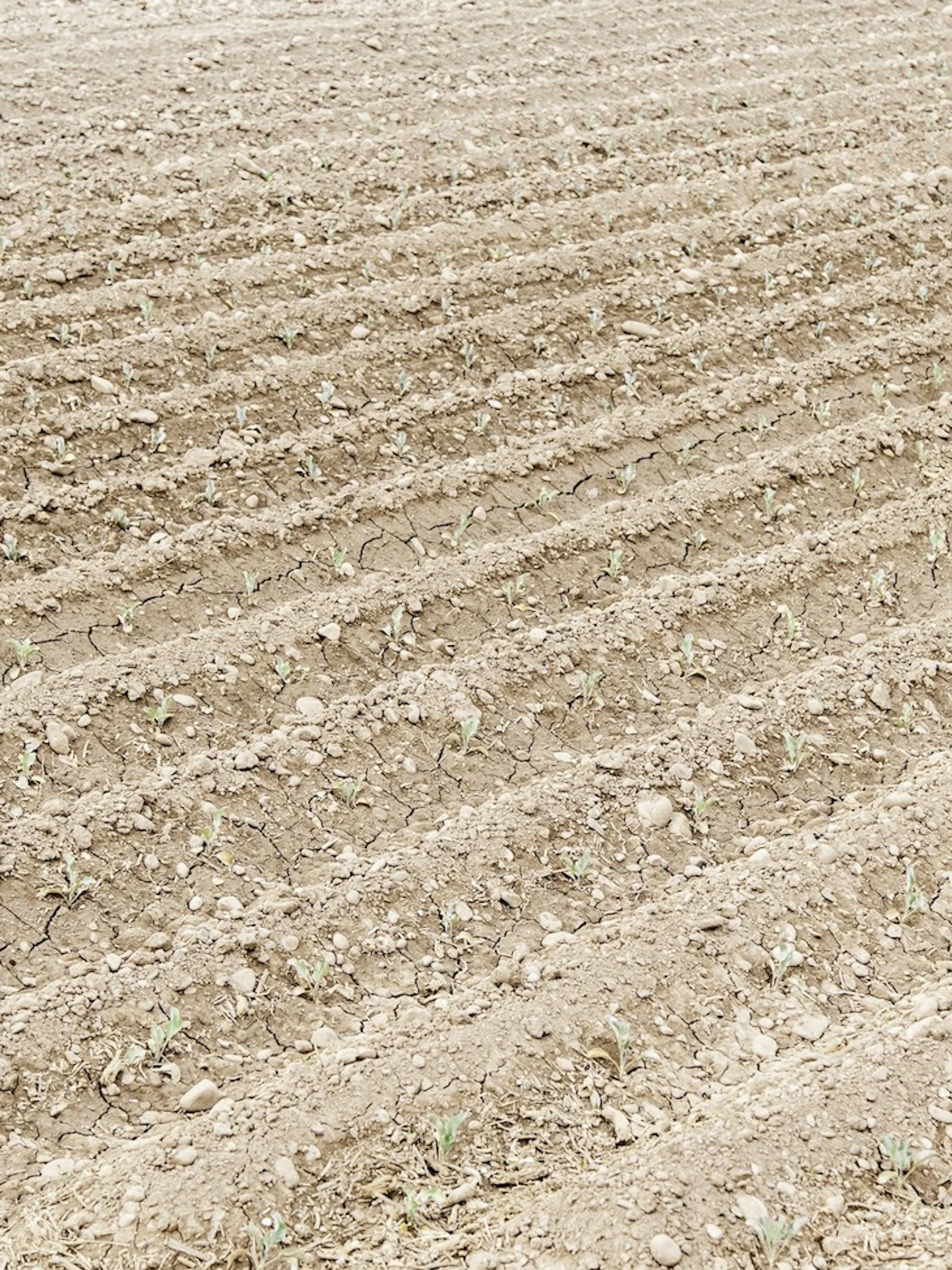 Met steengruis de opwarming te lijf