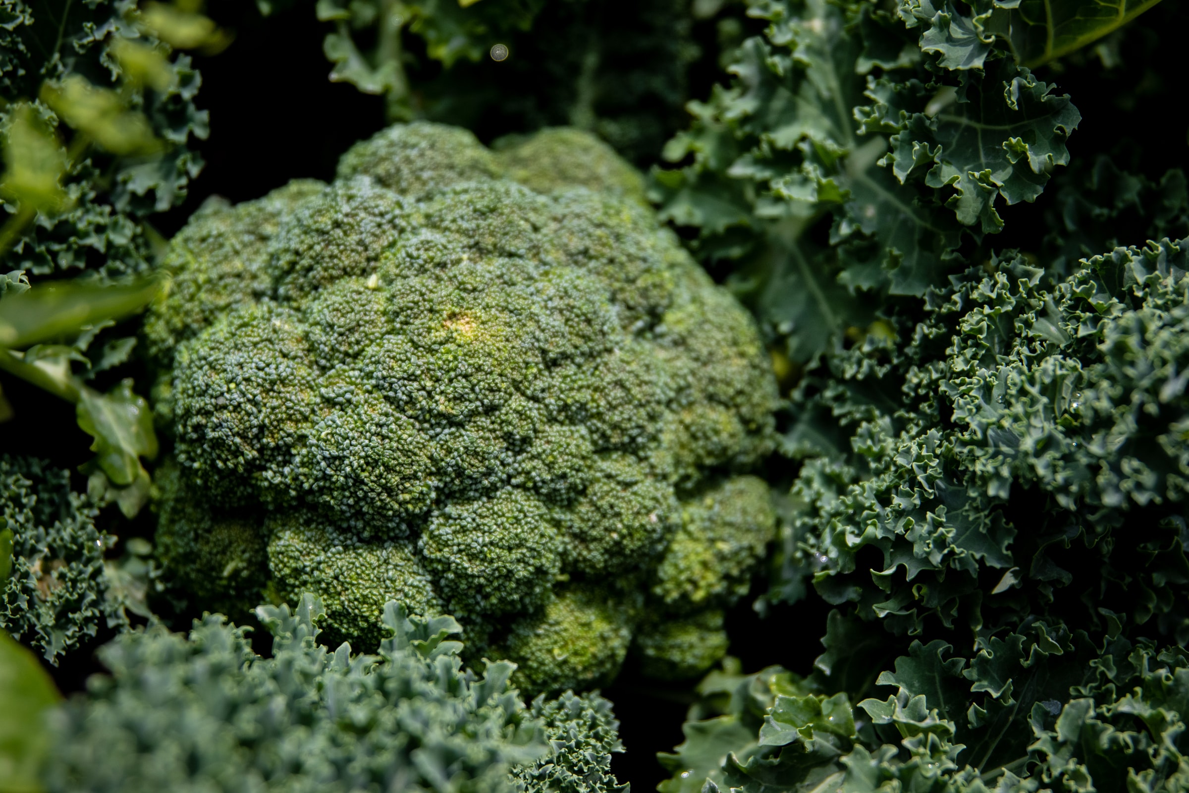 Broccoli en spruitjes goed voor je bloedvaten
